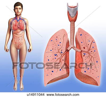 Female lungs, illustration View Large Photo Image Picture - Female lungs, illustration. Fotosearch