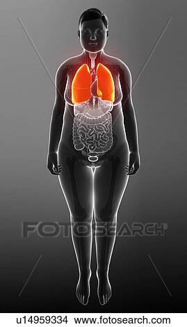 Picture - Female lungs, illustration. Fotosearch