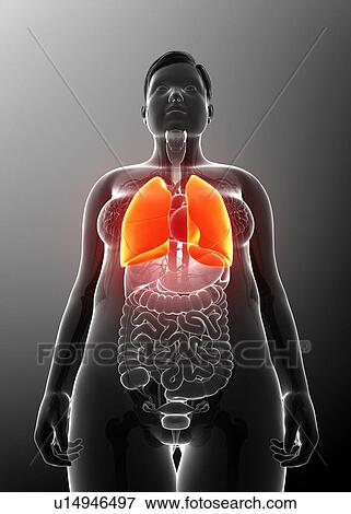 Stock Photo - Female lungs, illustration. Fotosearch