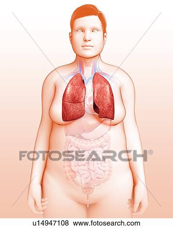 Stock Photo - Female lungs, illustration. Fotosearch
