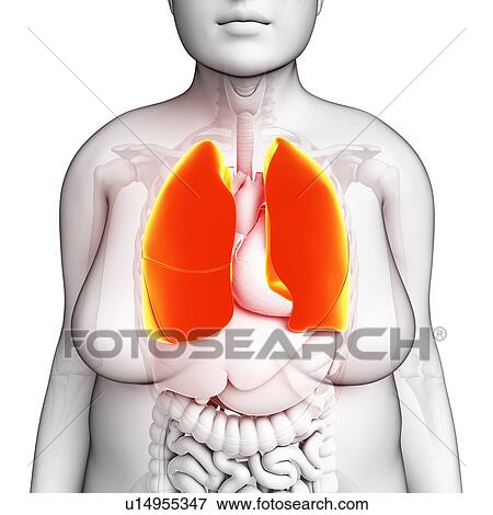 Female lungs, illustration View Large Photo Image Stock Photo - Female lungs, illustration. Fotosearch