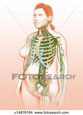Picture - Female lymphatic system, illustration. Fotosearch