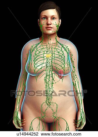 Stock Image - Female lymphatic system, illustration. Fotosearch