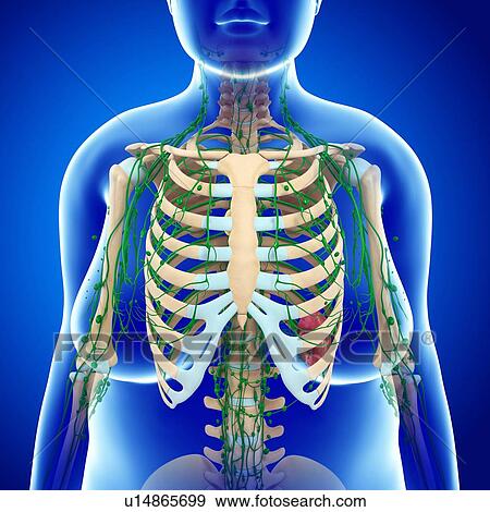 Stock Photo - Female lymphatic system, illustration. Fotosearch