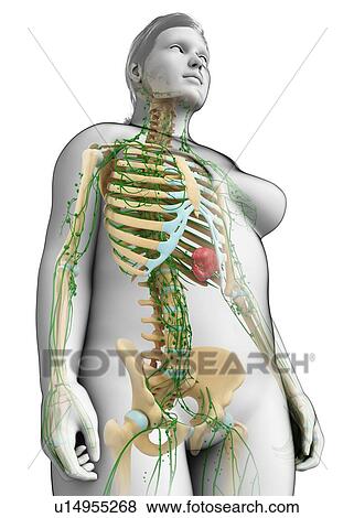 Stock Photo - Female lymphatic system, illustration. Fotosearch
