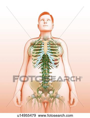 Female lymphatic system, illustration View Large Photo Image Stock Photo - Female lymphatic system, illustration. Fotosearch
