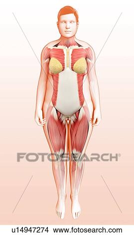 Picture - Female musculature, illustration. Fotosearch