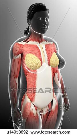 Stock Image - Female musculature, illustration. Fotosearch