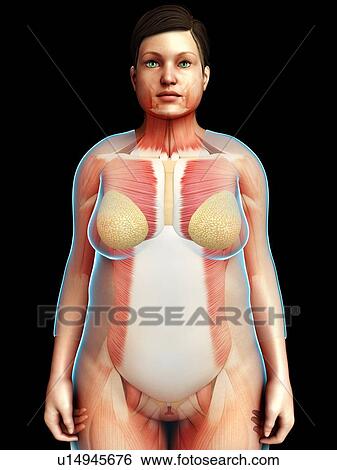 Female musculature, illustration View Large Photo Image Stock Photograph - Female musculature, illustration. Fotosearch