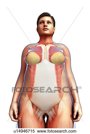 Female musculature, illustration View Large Photo Image Stock Photography - Female musculature, illustration. Fotosearch