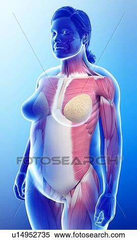 Stock Photography - Female musculature, illustration. Fotosearch