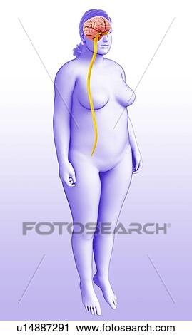 Stock Image - Female nervous system, illustration. Fotosearch