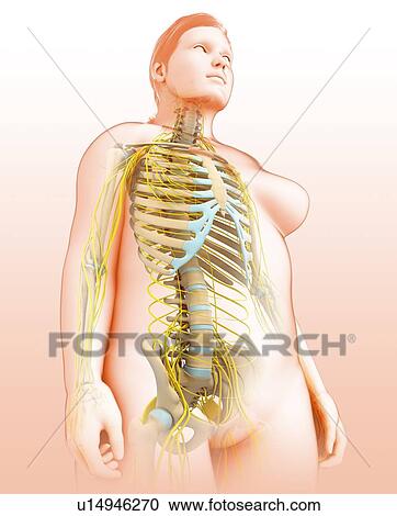 Female nervous system, illustration View Large Photo Image Stock Image - Female nervous system, illustration. Fotosearch