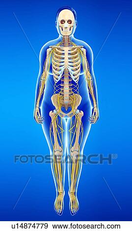 Stock Photo - Female nervous system, illustration. Fotosearch
