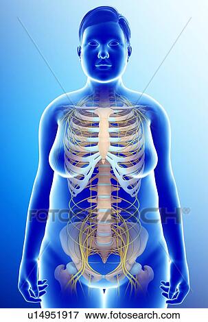 Stock Photo - Female nervous system, illustration. Fotosearch