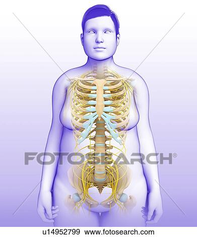 Female nervous system, illustration View Large Photo Image Stock Photo - Female nervous system, illustration. Fotosearch