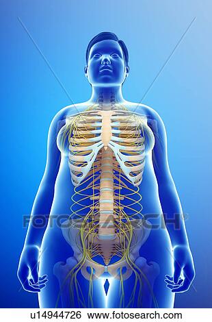 Stock Photograph - Female nervous system, illustration. Fotosearch