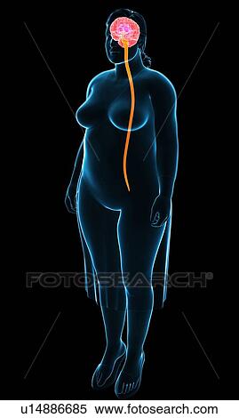 Stock Photography - Female nervous system, illustration. Fotosearch