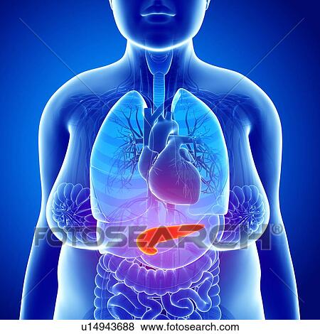 Stock Photo - Female pancreas, illustration. Fotosearch