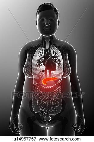 Stock Photo - Female pancreas, illustration. Fotosearch
