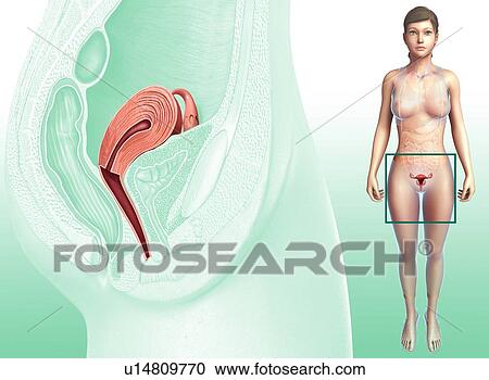 Stock Image - Female reproductive system. Fotosearch