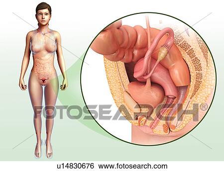Stock Photograph - Female reproductive system. Fotosearch