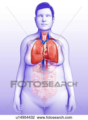 Stock Image - Female respiratory system, illustration. Fotosearch