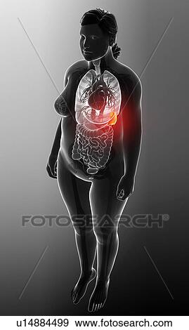Stock Photo - Female spleen, illustration. Fotosearch