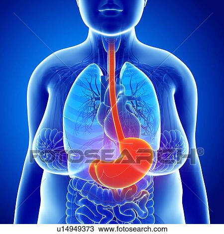 Stock Image - Female stomach, illustration. Fotosearch