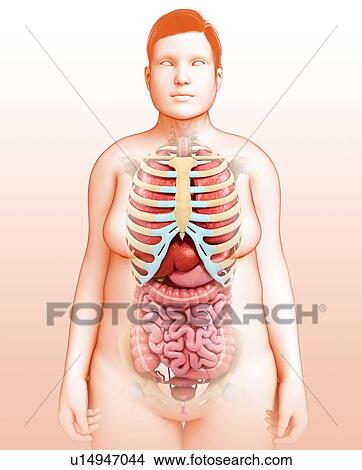 Picture - Female torso organs, illustration. Fotosearch
