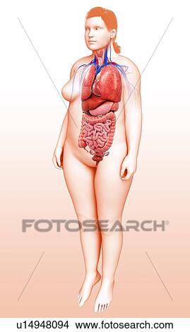 Female torso organs, illustration View Large Photo Image Picture - Female torso organs, illustration. Fotosearch