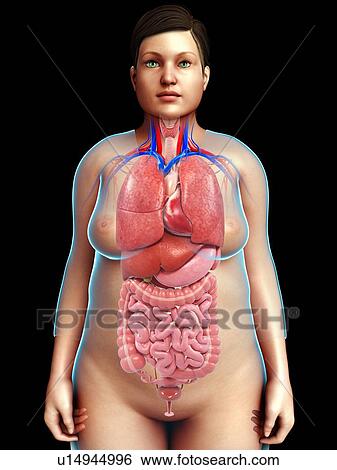 Female torso organs, illustration View Large Photo Image Stock Photograph - Female torso organs, illustration. Fotosearch