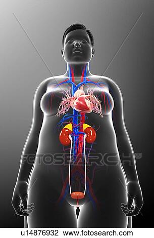 Stock Image - Female urinary and circulatory system. Fotosearch