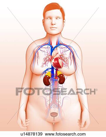 Stock Photo - Female urinary and circulatory system. Fotosearch
