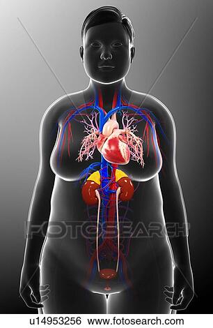Stock Photograph - Female urinary and circulatory systems. Fotosearch