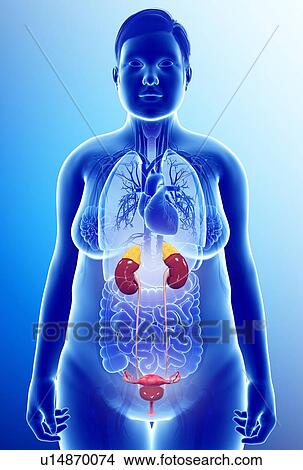 Picture - Female urinary system, illustration. Fotosearch