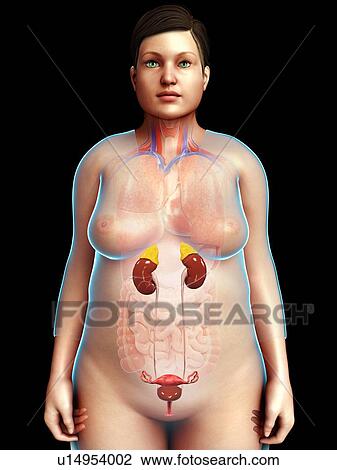 Female urinary system, illustration View Large Photo Image Stock Image - Female urinary system, illustration. Fotosearch