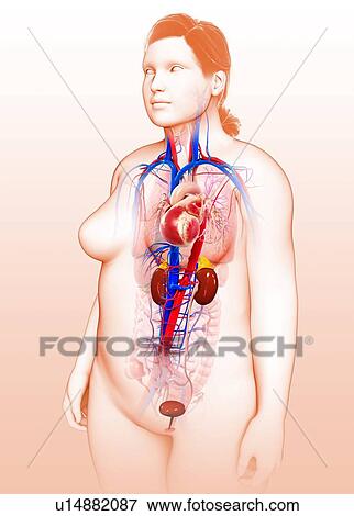 Female urinary system, illustration View Large Photo Image Stock Photo - Female urinary system, illustration. Fotosearch