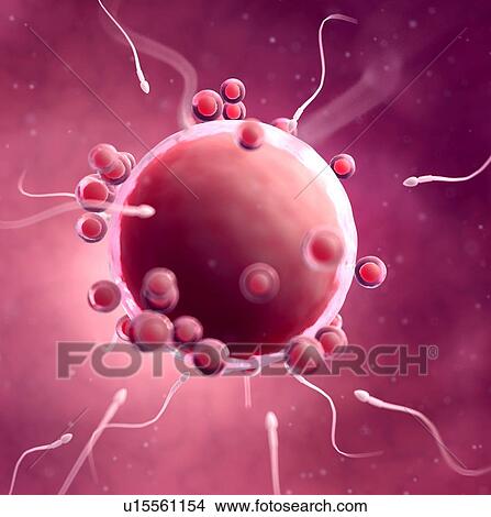 Picture - Fertilisation of human egg. Fotosearch