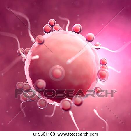 Stock Photo - Fertilisation of human egg. Fotosearch