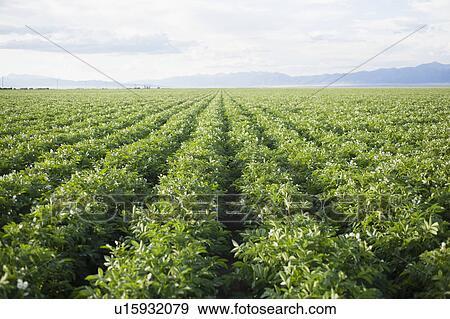 Stock Photo - Field with rows of potato plants. Fotosearch