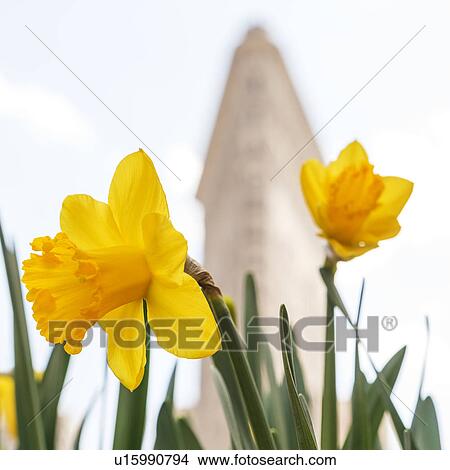 Picture - Flatiron building with daffodils in foreground. Fotosearch