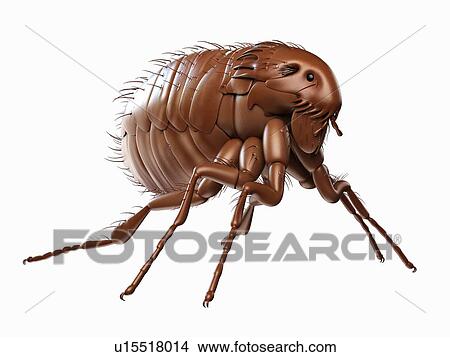 Flea View Large Photo Image Picture - Flea. Fotosearch