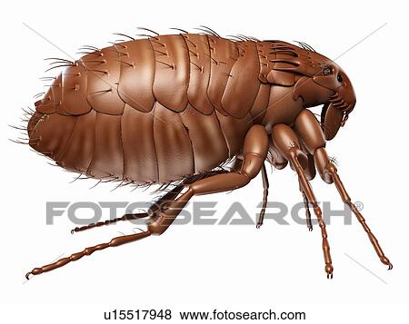 Stock Photo - Flea. Fotosearch