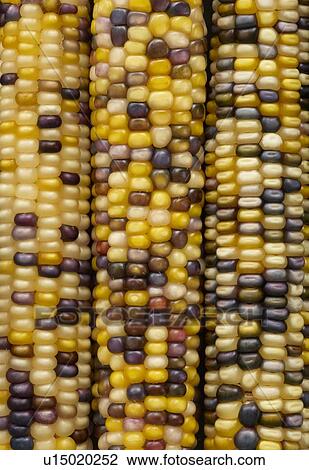 Stock Image - Flint corn. Fotosearch
