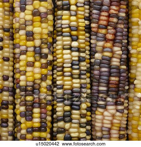 Flint corn View Large Photo Image Stock Image - Flint corn. Fotosearch