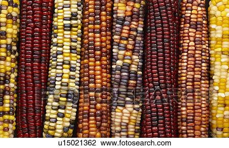 Flint corn View Large Photo Image Stock Image - Flint corn. Fotosearch