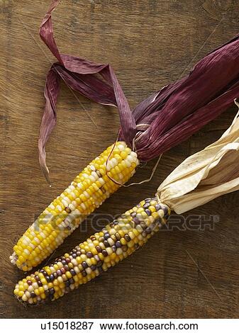 Flint corn View Large Photo Image Stock Photo - Flint corn. Fotosearch