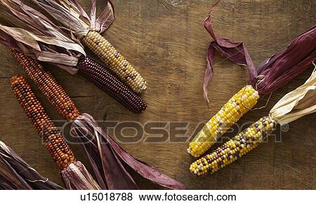 Flint corn View Large Photo Image Stock Photo - Flint corn. Fotosearch