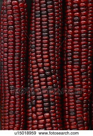 Flint corn View Large Photo Image Stock Photo - Flint corn. Fotosearch